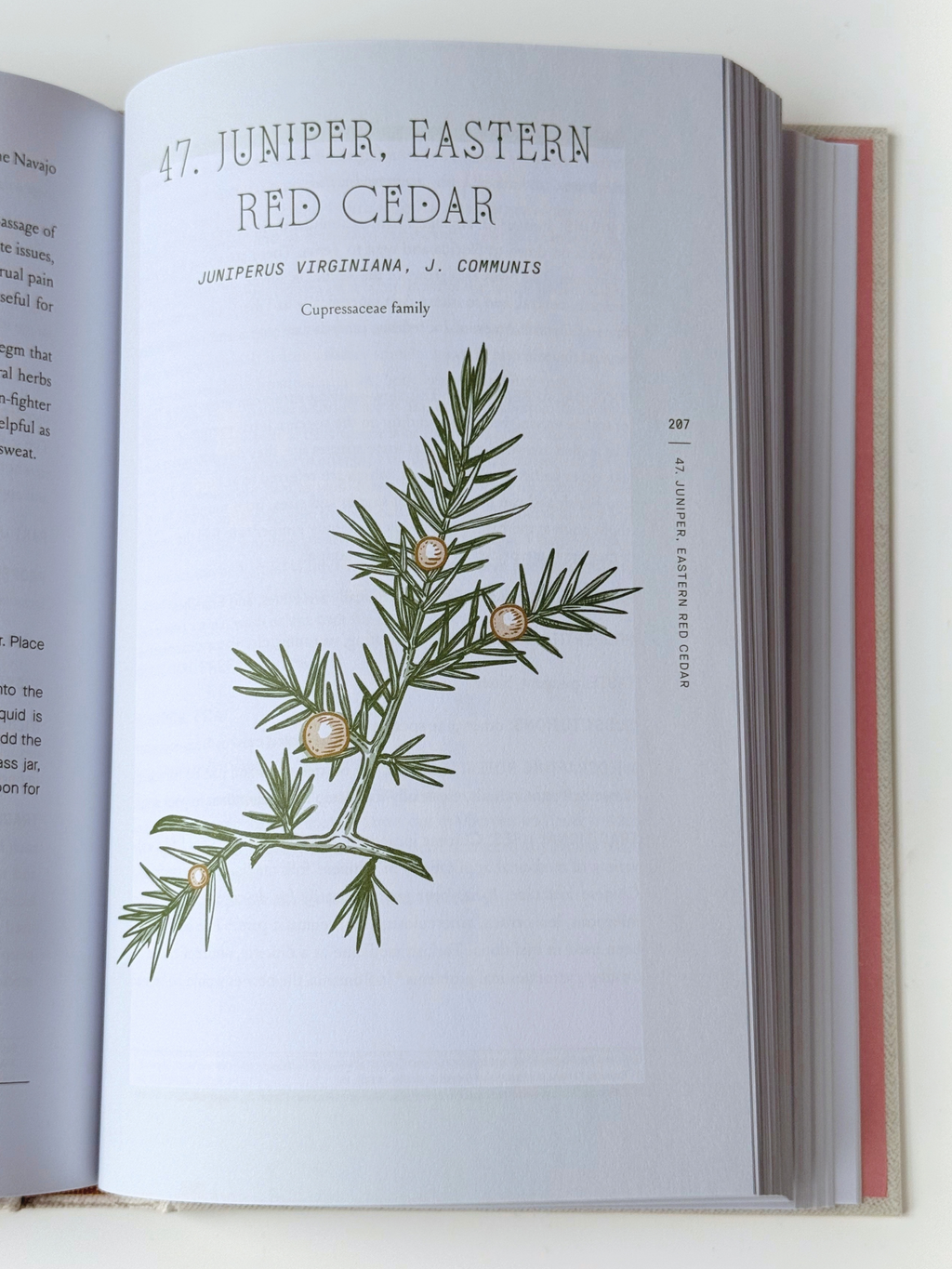 'The Complete Folk Herbal' by Rebecca Beyer
