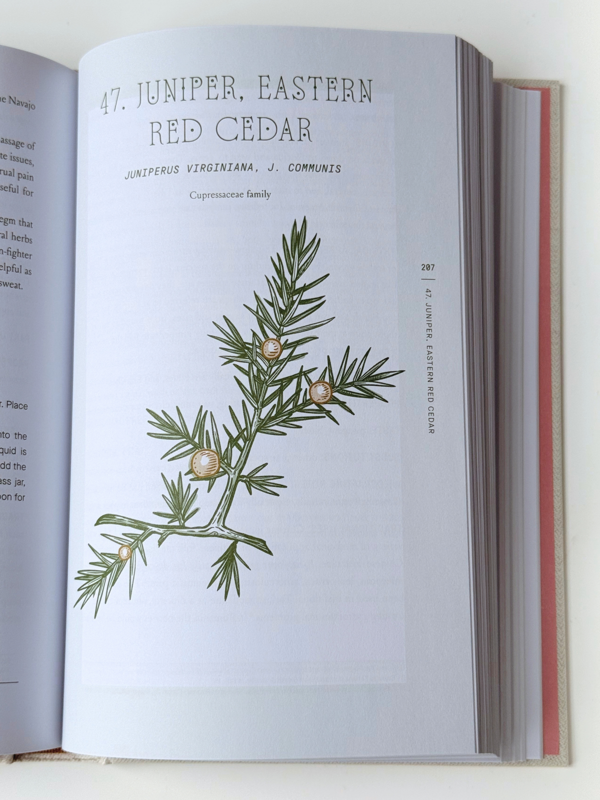 'The Complete Folk Herbal' by Rebecca Beyer